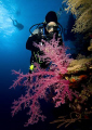   Diver Soft Coral Dedalus Reef Red Sea. Sea  